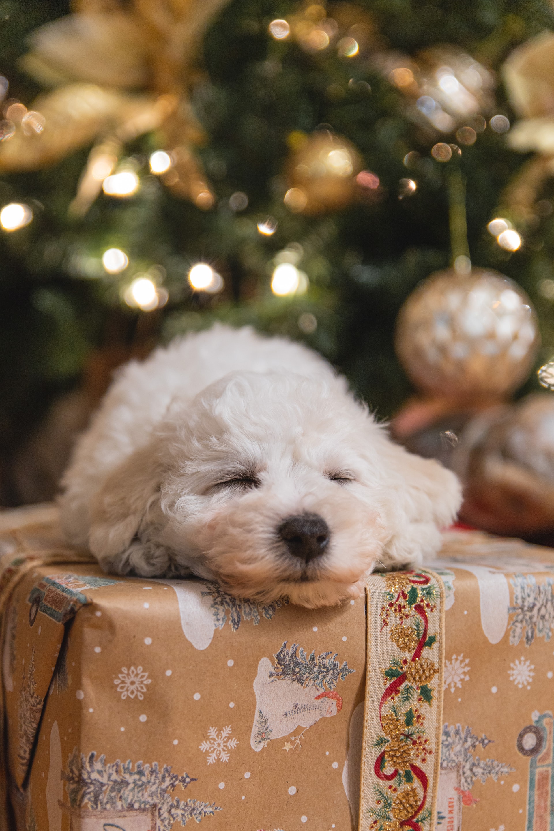 De beste cadeaus voor uw hond